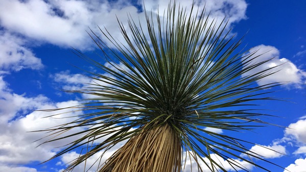 Yucca top